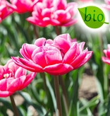 Tulpe  Tulipa 'Columbus', BIO