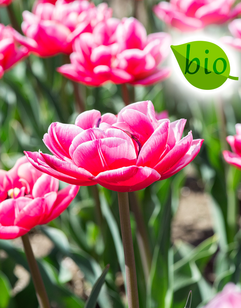 Tulpe  Tulipa 'Columbus', BIO