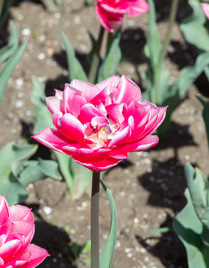 Tulpe  Tulipa 'Columbus', BIO