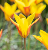 Tulpe  Tulipa clusiana var. chrysantha, BIO (Tulpe)