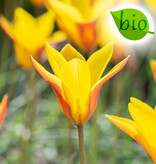 Tulpe  Tulipa clusiana var. chrysantha, BIO (Tulpe)