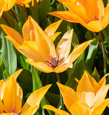 Tulpe  Tulipa praestans 'Shogun'