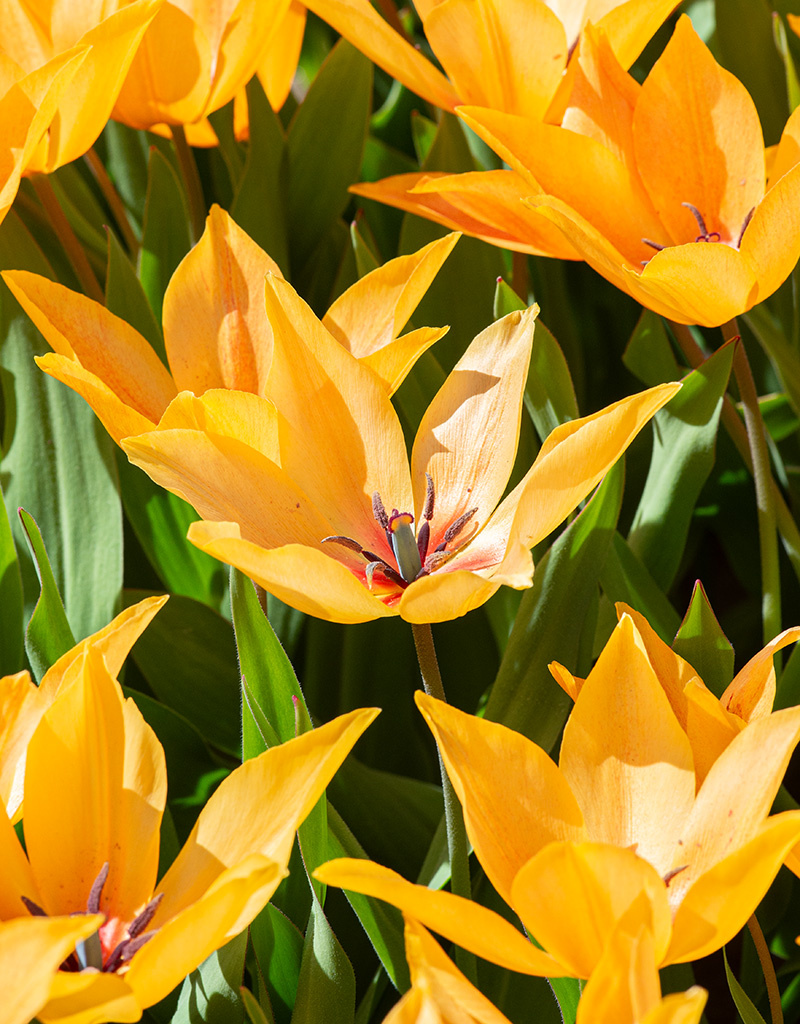 Tulpe  Tulipa praestans 'Shogun'