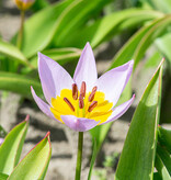 Tulpe  Tulipa saxatilis