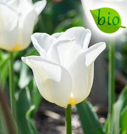 Tulpe  Tulipa 'Calgary', BIO