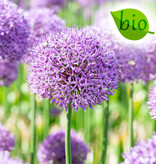 Zierlauch  Allium 'Gladiator', BIO