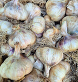 Knoblauch Allium sativum 'Vallelado', BIO (Knoblauch)