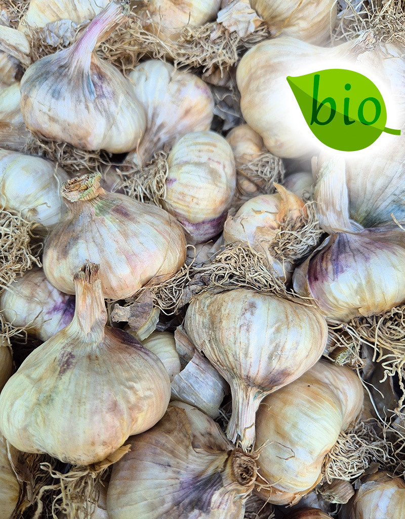 Knoblauch Allium sativum 'Vallelado', BIO (Knoblauch)