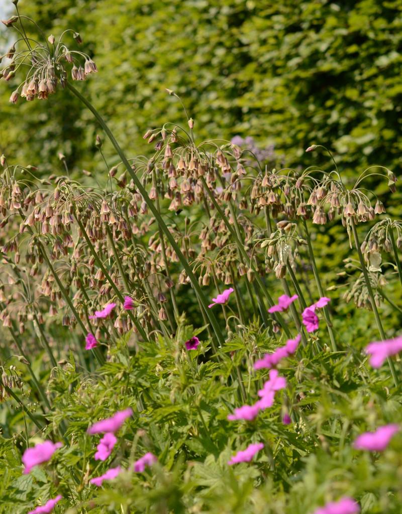 Bulgarischer Schmucklauch  Nectaroscordum siculum (Bulgarischer Schmucklauch )