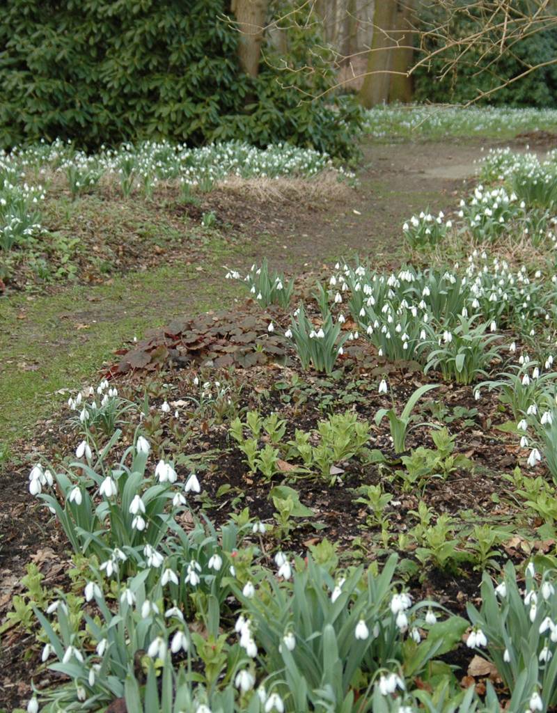 Schneeglöckchen  Galanthus elwesii (Grosses Schneeglöckchen) - Stinsenpflanze