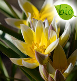 Tulpe (Wild)  Tulipa tarda, BIO - ANGEBOT