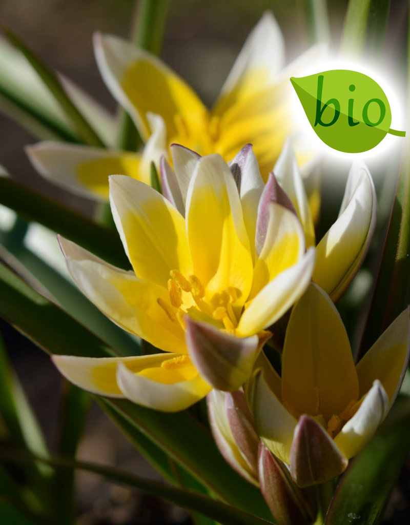 Tulpe (Wild)  Tulipa tarda, BIO