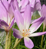 Herbstzeitlose  Colchicum 'Giant' (Herbst-Zeitlose) - ANGEBOT