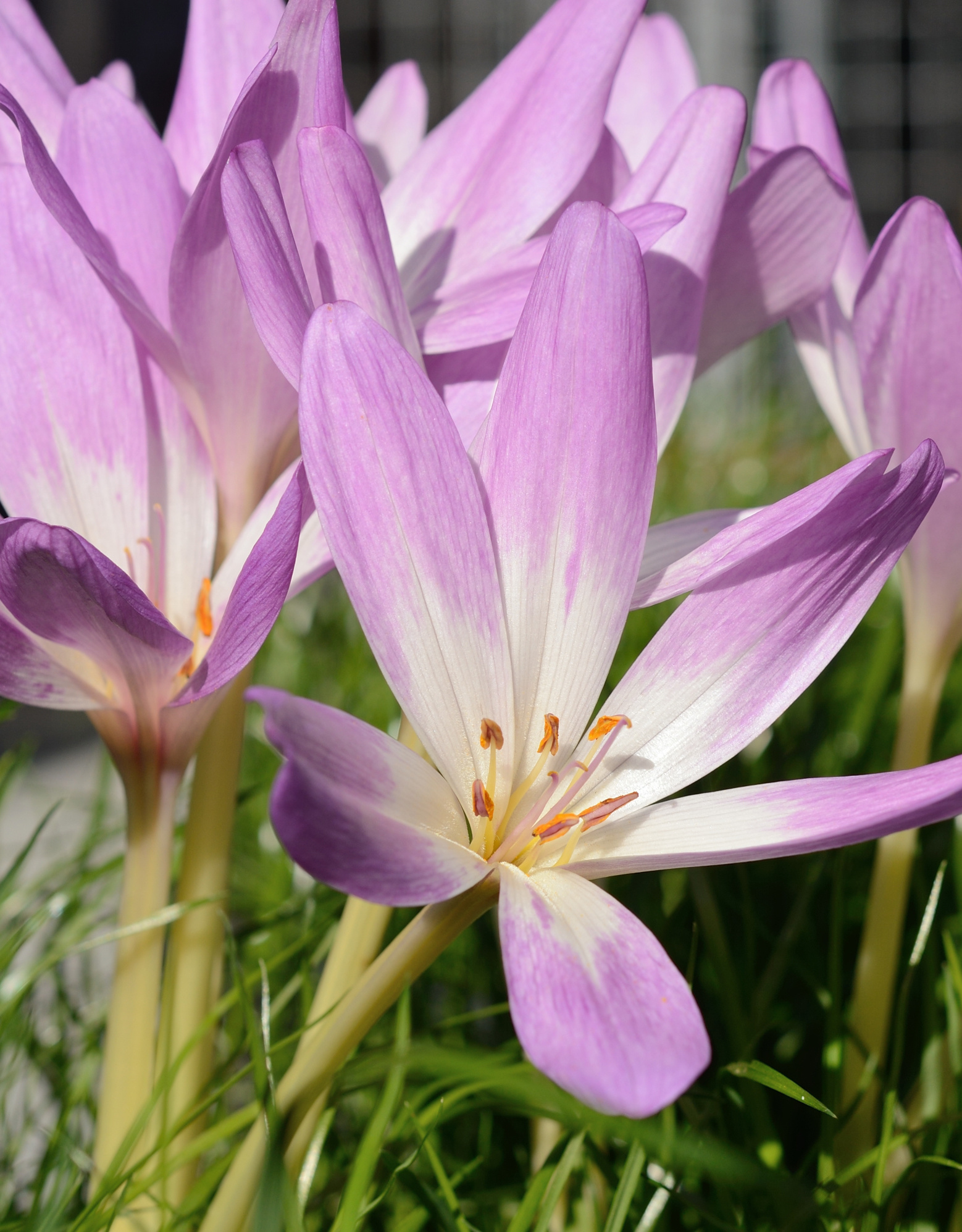Herbstzeitlose  Colchicum 'Giant' (Herbst-Zeitlose) - ANGEBOT