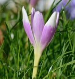 Herbstzeitlose  Colchicum 'Harlekijn' (Herbst-Zeitlose) - ANGEBOT