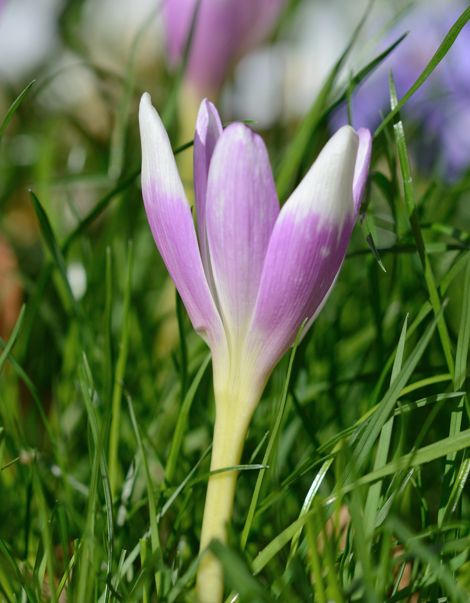 Herbstzeitlose  Colchicum 'Harlekijn' (Herbst-Zeitlose) - ANGEBOT