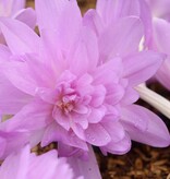 Herbstzeitlose  Colchicum 'Waterlily' (Herbst-Zeitlose) - ANGEBOT