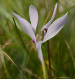 Garten-Alpenveilchen (Herbst)  Cyclamen cilicium (Anatolien-Alpenveilchen) - ANGEBOT