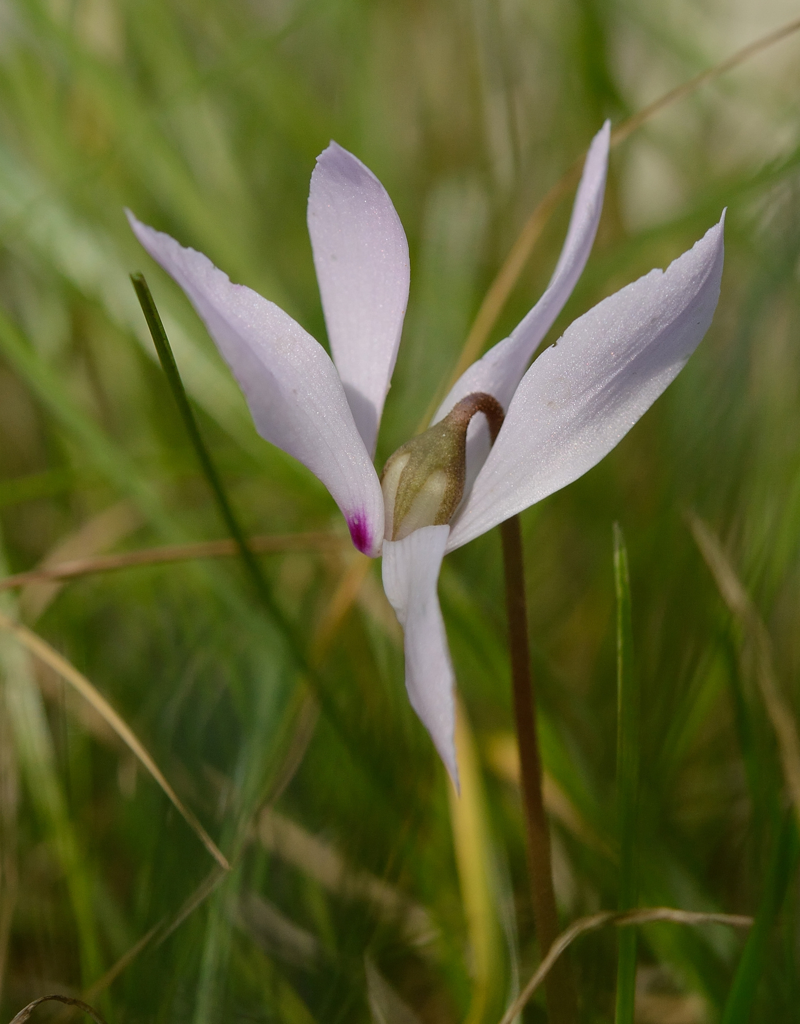 Garten-Alpenveilchen (Herbst)  Cyclamen cilicium (Anatolien-Alpenveilchen) - ANGEBOT