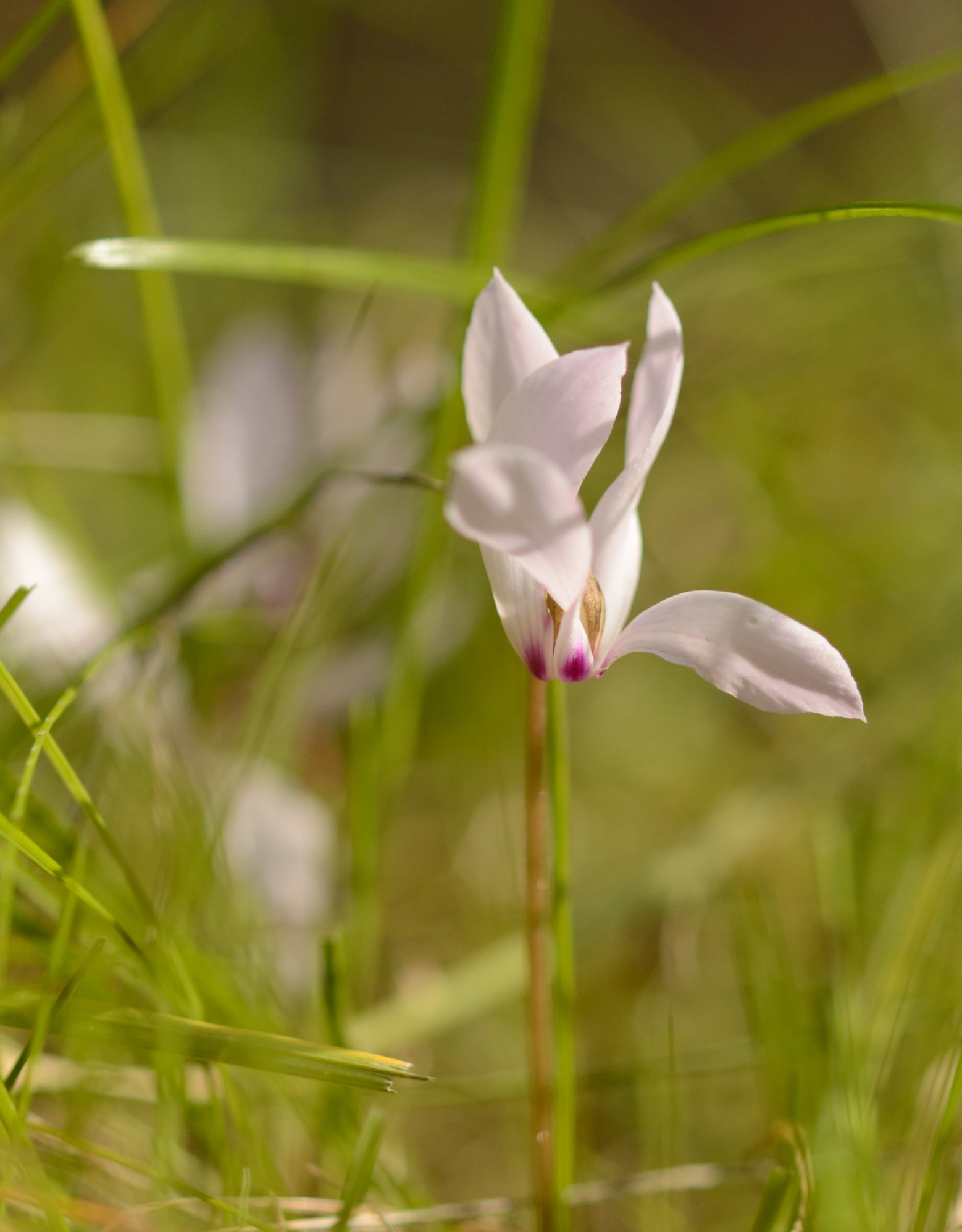 Garten-Alpenveilchen (Herbst)  Cyclamen cilicium (Anatolien-Alpenveilchen) - ANGEBOT