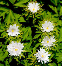 Buschwindröschen  Anemone nemorosa 'Multiplicity' (Direktversand)