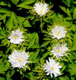 Buschwindröschen  Anemone nemorosa 'Multiplicity'