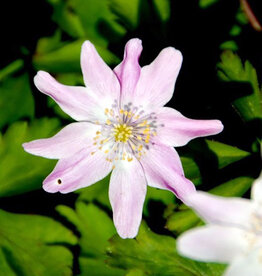 Buschwindröschen  Anemone nemorosa 'Axel' (Direktversand)