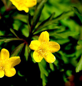 Buschwindröschen  Anemone ranunculoides 'Laciniata' (Direktversand)
