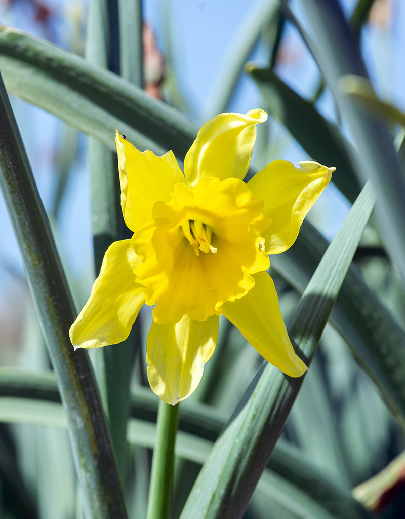 Narzisse  Narcissus 'Carlton', BIO - ANGEBOT