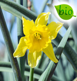 Narzisse  Narcissus 'Carlton', BIO - ANGEBOT