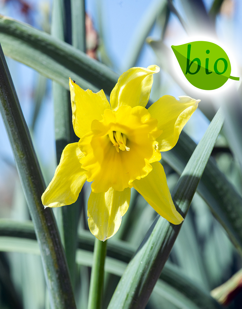 Narzisse  Narcissus 'Carlton', BIO - ANGEBOT