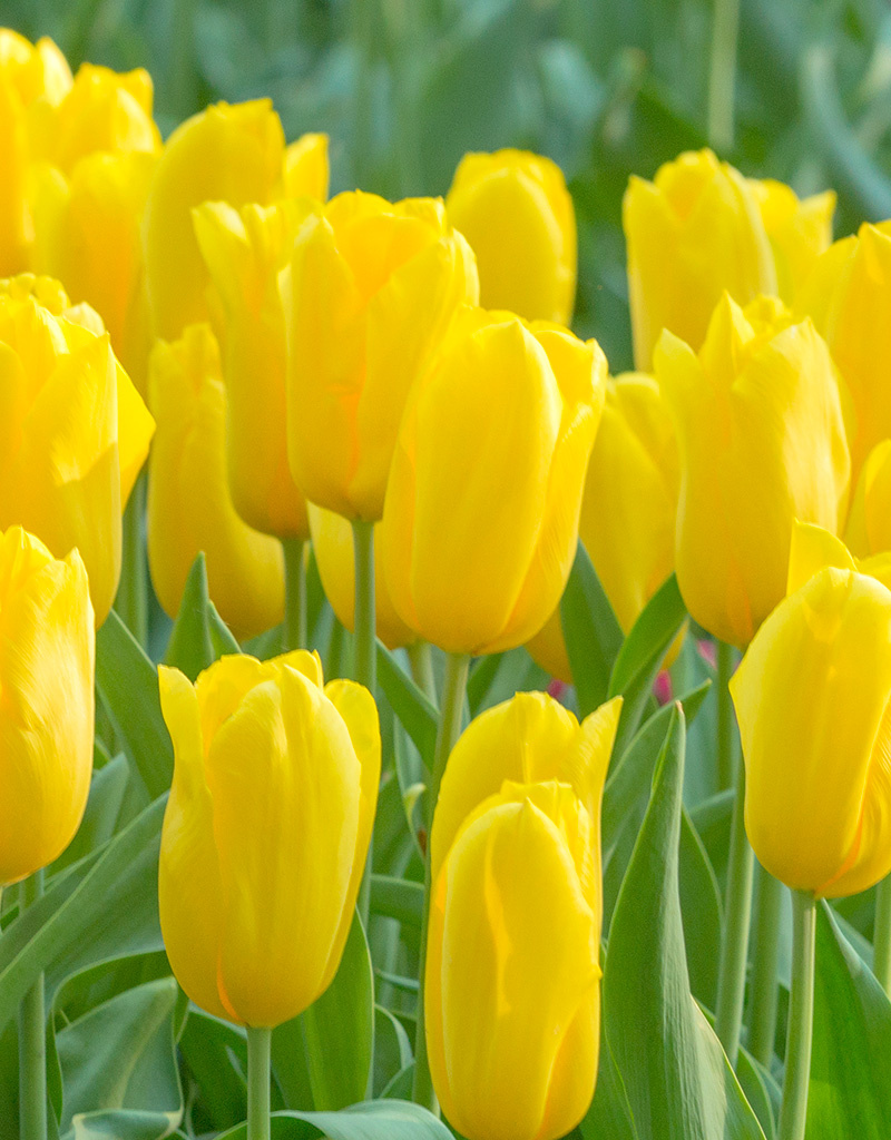 Tulpe  Tulipa 'Strong Gold', BIO - ANGEBOT