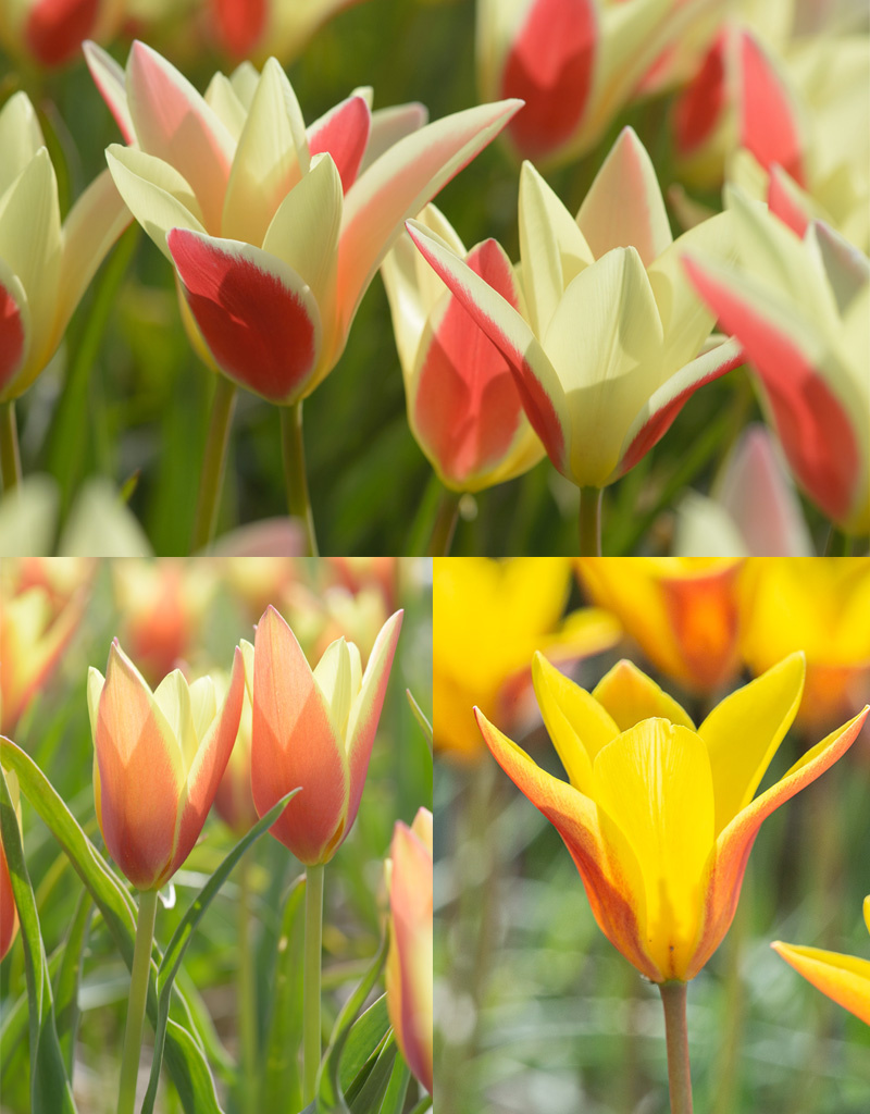 Tulpe  Tulipa clusiana Mischung - BIO