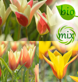Tulpe  Tulipa clusiana Mischung - BIO