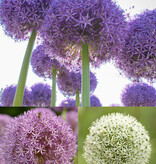 Zierlauch  Mega Allium mix