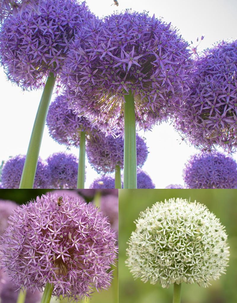 Zierlauch  Mega Allium mix