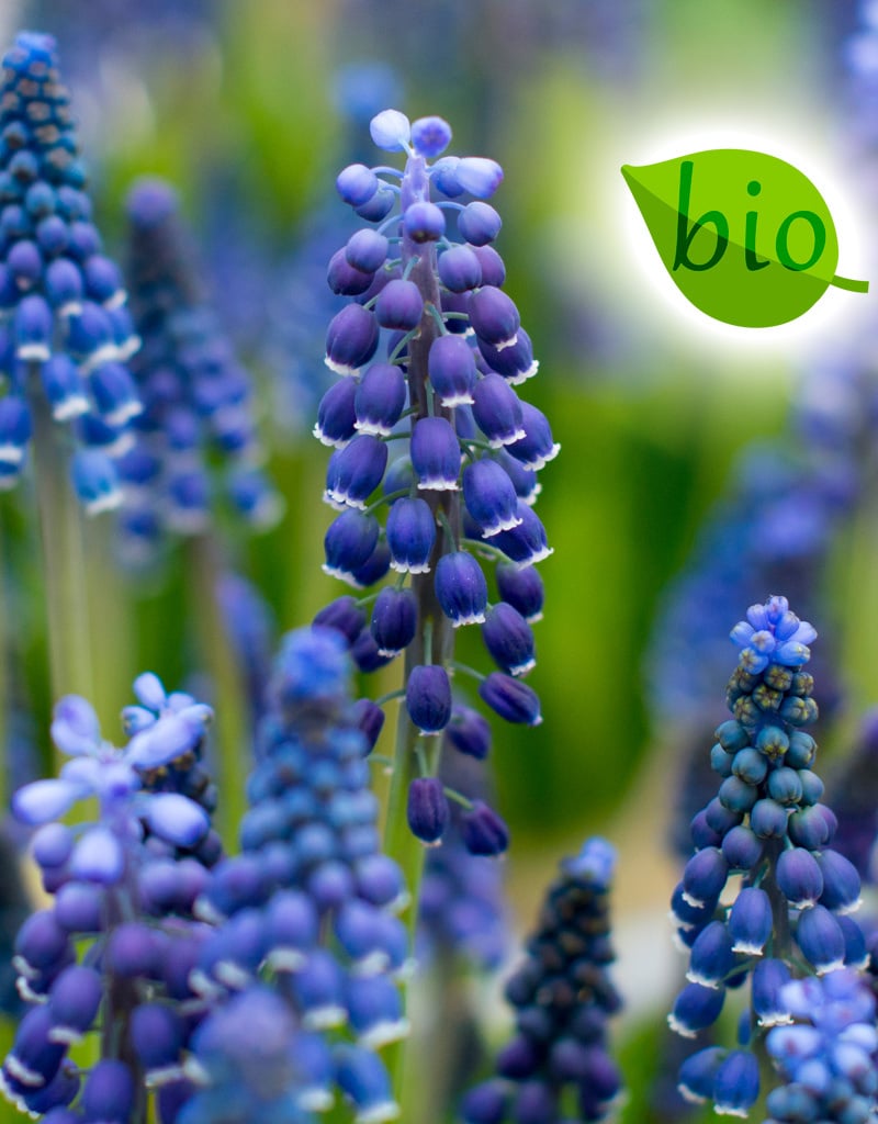 Traubenhyazinthe  Muscari 'Joyce Spirit', BIO (Traubenhyazinthe)  - ANGEBOT