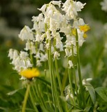 Hasenglöckchen (Atlantisches)  Hyacinthoides non-scripta weiss (Atlantisches Hasenglöckchen) - Stinsenpflanze - BIO - ANGEBOT