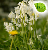 Hasenglöckchen (Atlantisches)  Hyacinthoides non-scripta weiss (Atlantisches Hasenglöckchen) - Stinsenpflanze - BIO - ANGEBOT