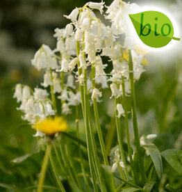 Hasenglöckchen (Atlantisches)  Hyacinthoides non-scripta, weiss, BIO - ANGEBOT