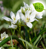 Vogelmilch (Breitblättrige)  Ornithogalum balansae (Breitblättrige Vogelmilch) - Stinsenpflanze - BIO - ANGEBOT