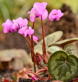 Garten-Alpenveilchen (Frühlings)  Cyclamen coum - ANGEBOT