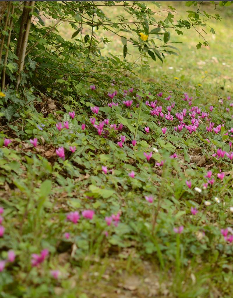 Garten-Alpenveilchen (Frühlings)  Cyclamen coum (Frühlings-Garten-Alpenveilchen) - ANGEBOT