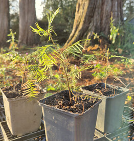 Urweltmammutbaum Metasequoia glyptostroboides