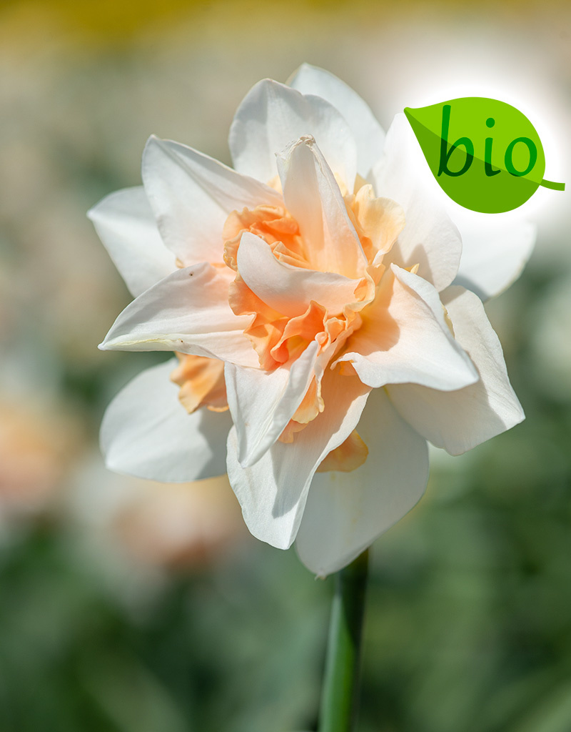 Narzisse  Narcissus 'Replete', BIO - ANGEBOT