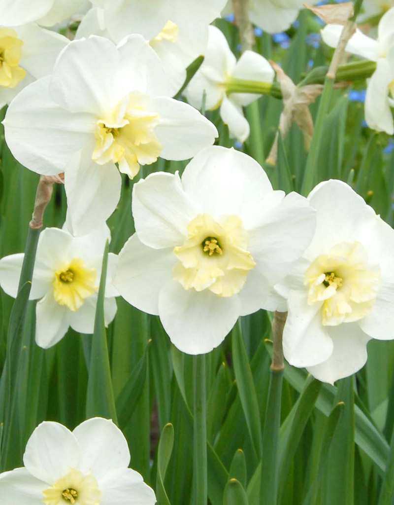 Narzisse  Narcissus 'Papillon Blanc', BIO - ANGEBOT