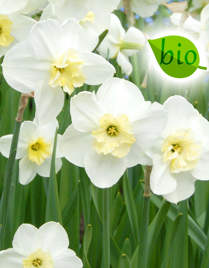 Narzisse  Narcissus 'Papillon Blanc', BIO - ANGEBOT