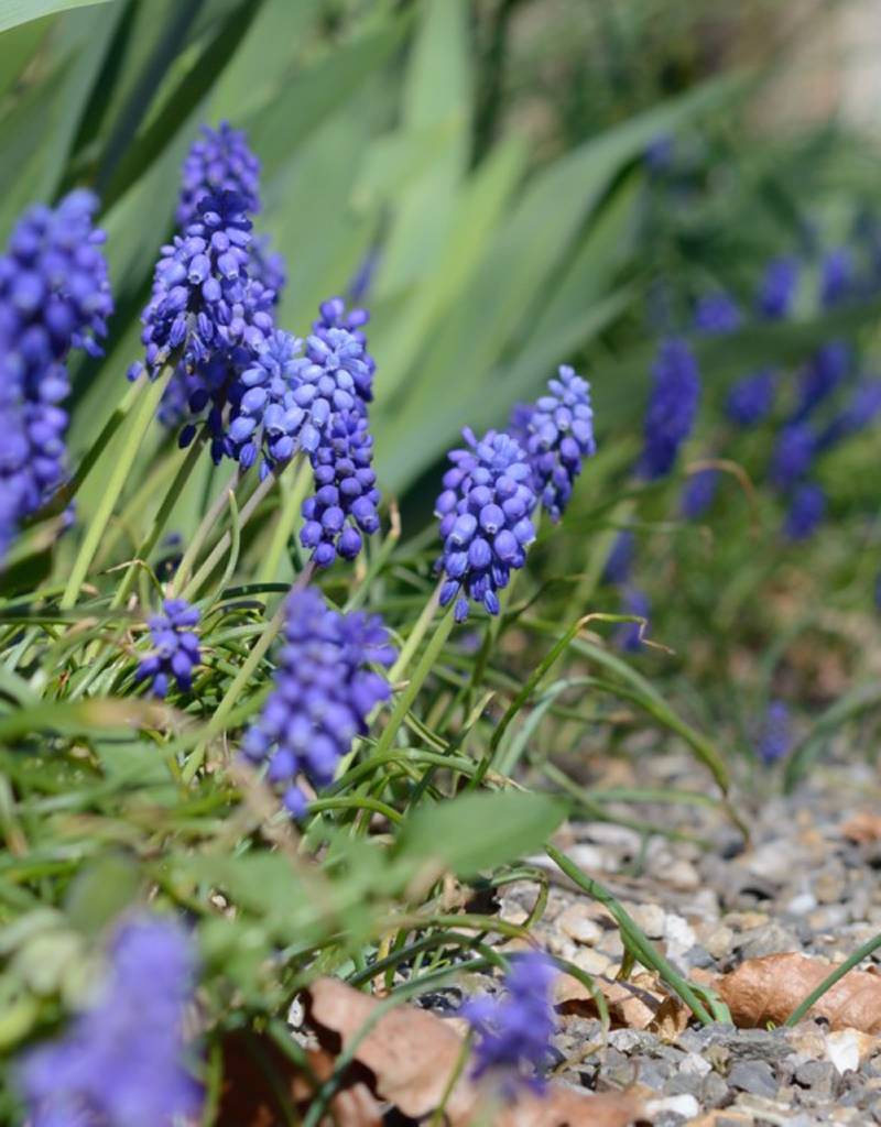 Traubenhyazinthe (Kleine)  Muscari botryoides 'Superstar' (Kleine Traubenhyazinthe) - Stinsenpflanze - ANGEBOT