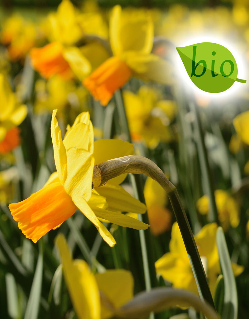 Narzisse  Narcissus 'Jetfire', BIO - ANGEBOT