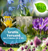 Mischung  250 Biologische Zwiebeln Paket